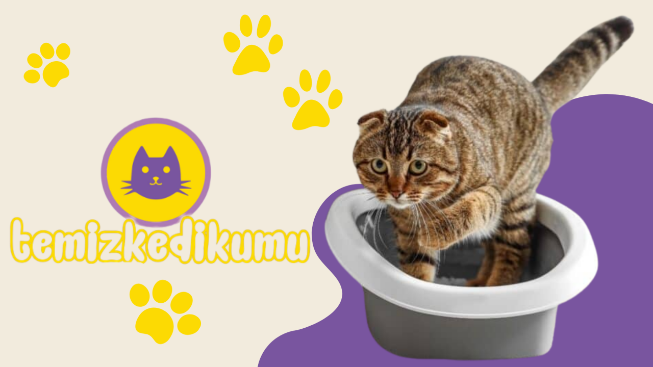 Kedi Kumu Temizleme İpuçları