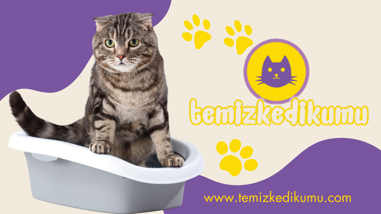 Topaklanan kedi kumu nasıl temizlenir?